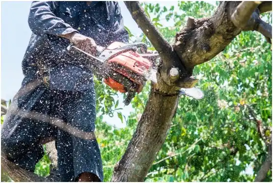 tree services Lima